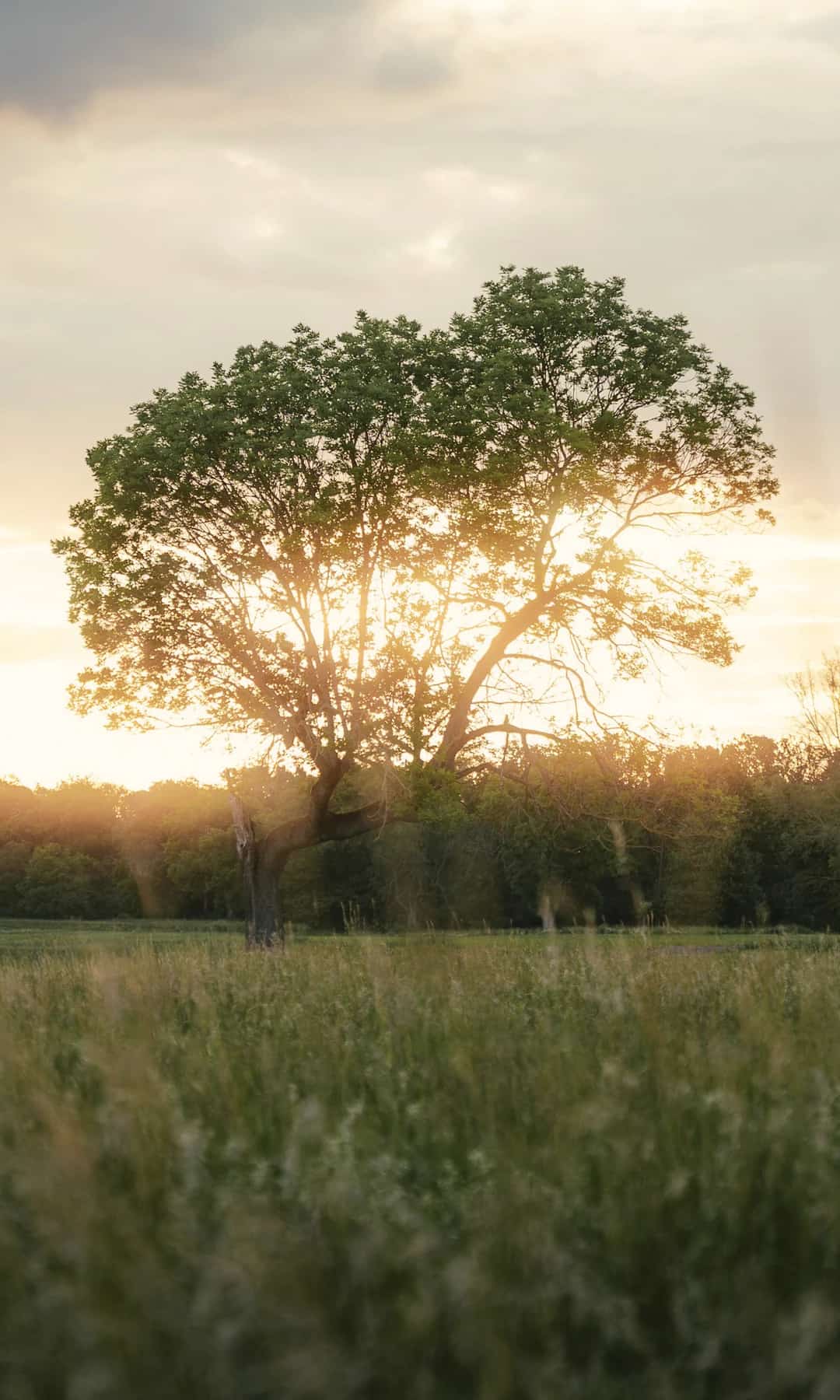 A lone, round-crowned tree lit by the low sun in a grassy field, with a tree line behind.