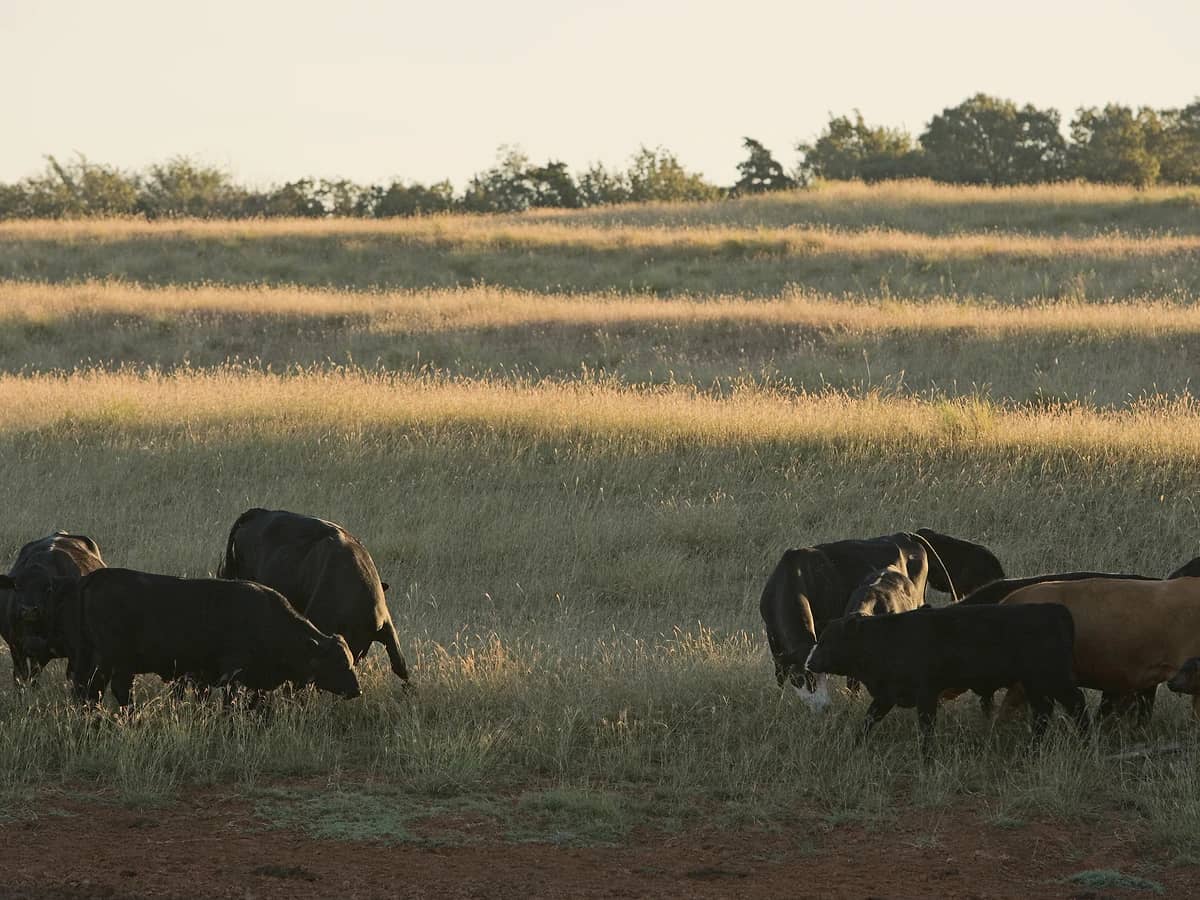 Black Angus cows and calves grazing a golden Oklahoma pasture in low evening light, with a tree line behind.