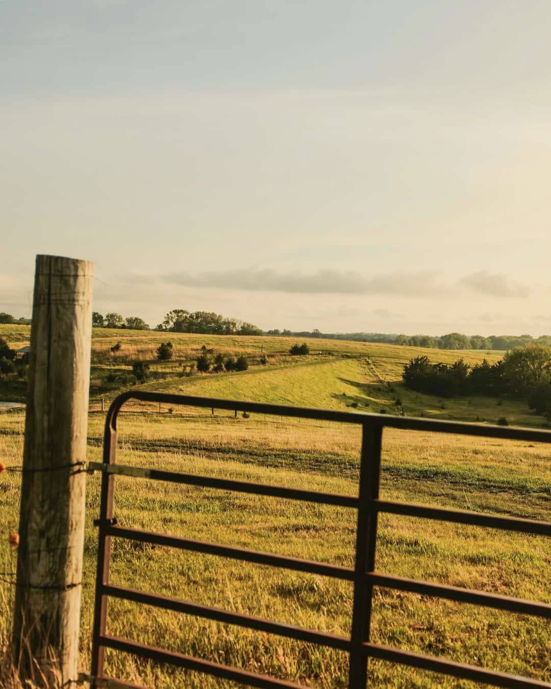 A pipe gate and cedar post in front of a rolling pasture with a stock pond and clumps of cedar in low evening sun.
