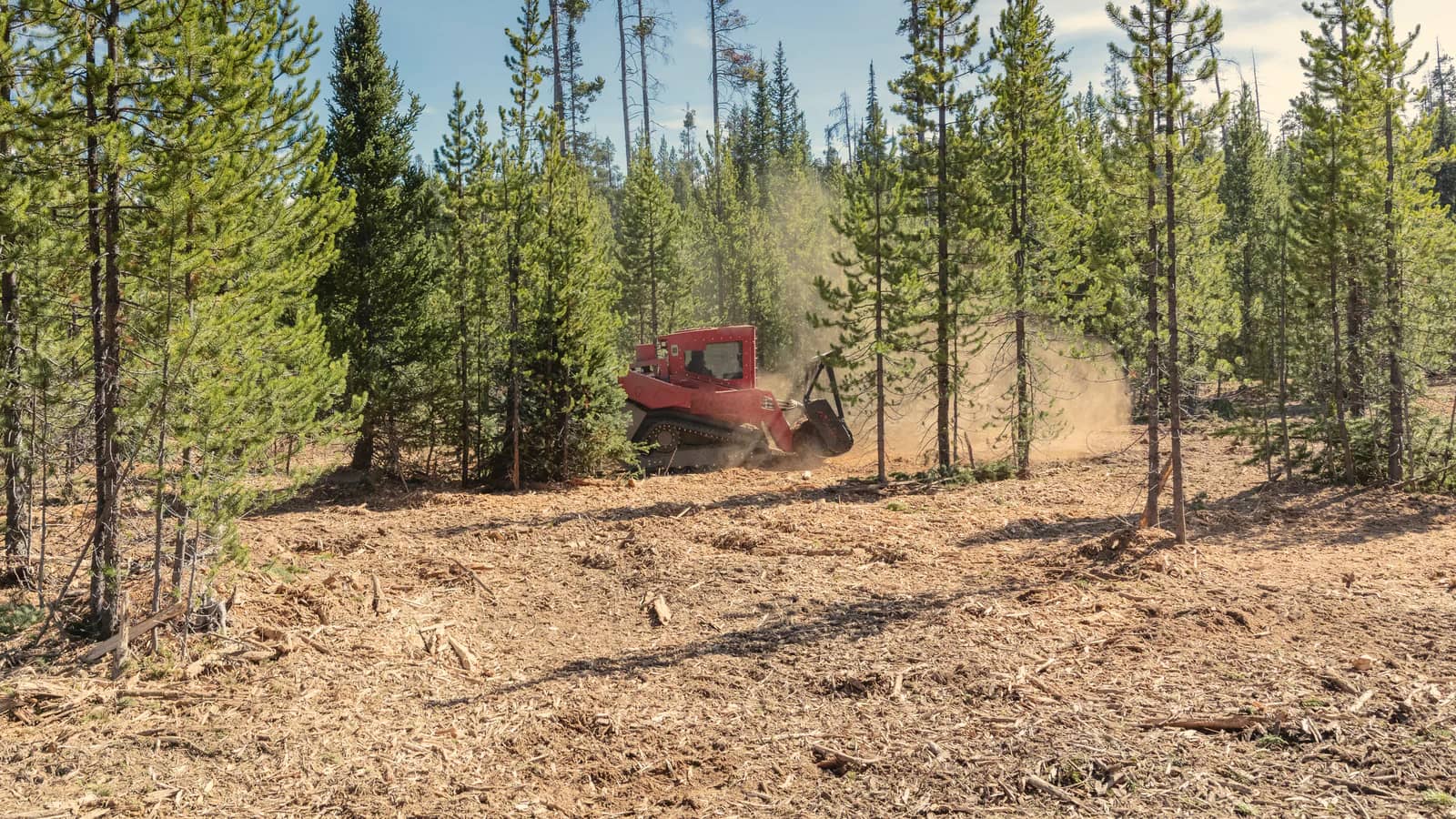 Red tracked forestry mulcher working in an open stand of young pines, the ground in front freshly mulched.