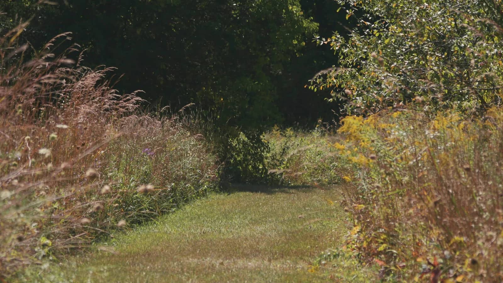 A mown grass trail curving between tall wild grass and a tree line in low evening sun.
