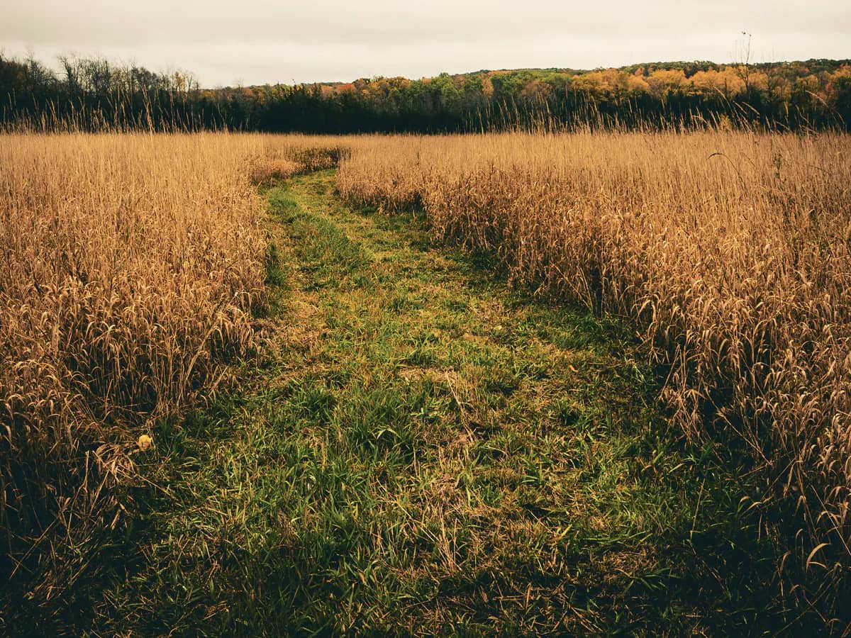 Mown grass strip running through tall dry prairie grass toward an autumn tree line.