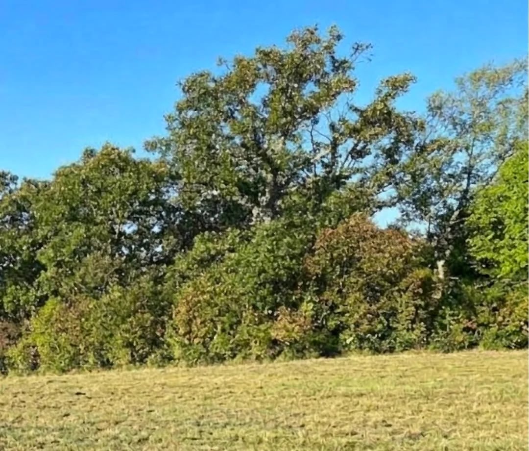 After: the same ground cut low and open, with the tree line kept.