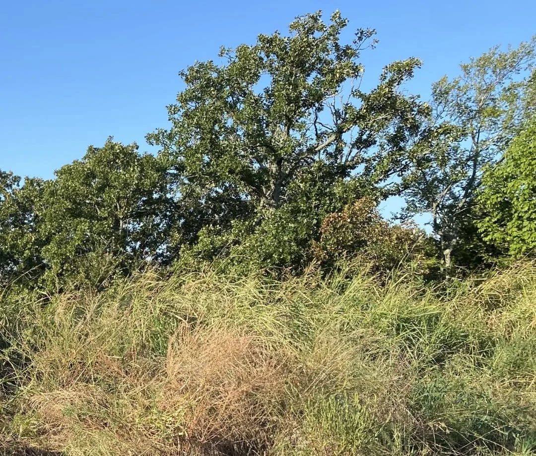 Before: waist-high grass, briars and brush grown up in front of a tree line.